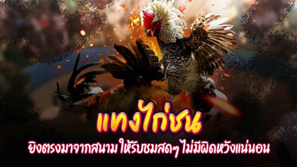 แทงไก่ชน